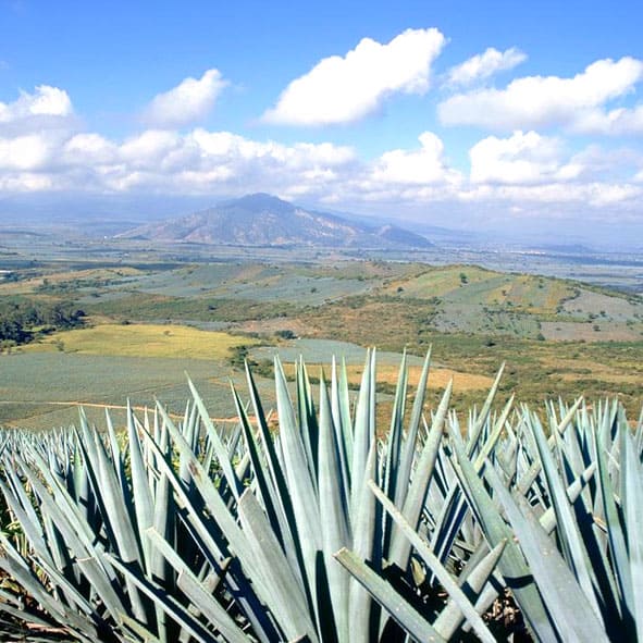 Recorrer el paisaje agavero - PAISAJE AGAVERO E INSTALACIONES INDUSTRIALES ANTIGUAS DE TEQUILA, PATRIMONIO DE LA HUMANIDAD